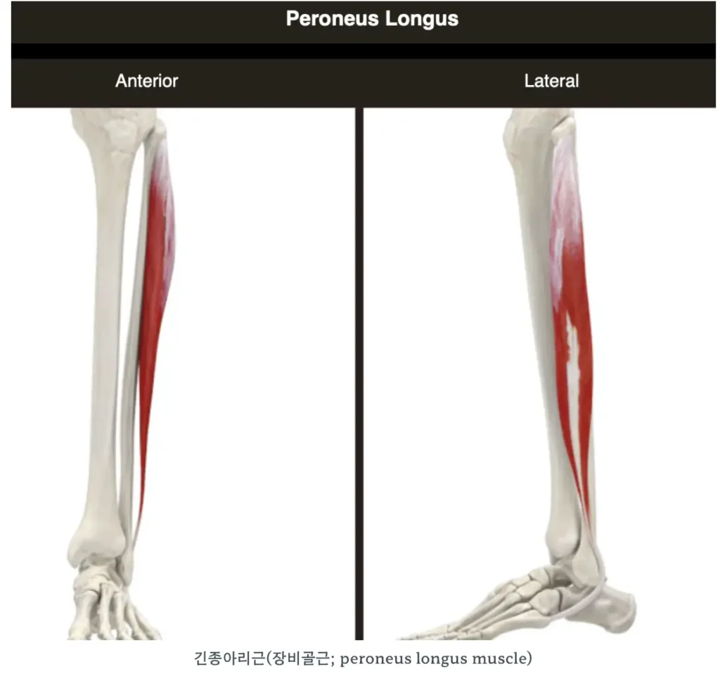발목재활의 핵심 긴종아리근 해부학 사진